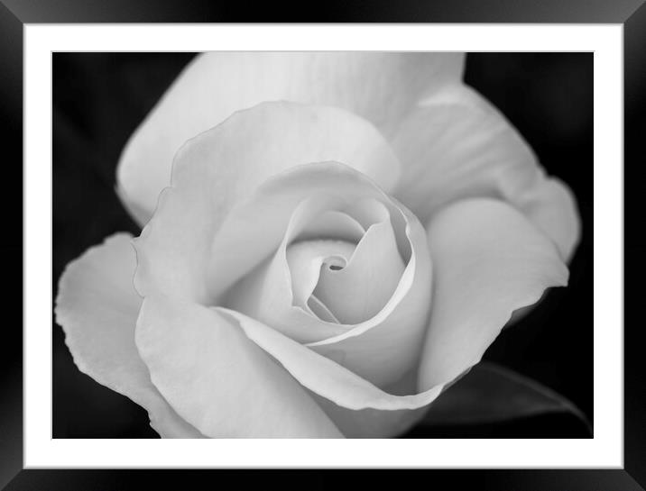 Petals of a large white rose with black background Framed Mounted Print by Vicen Photo
