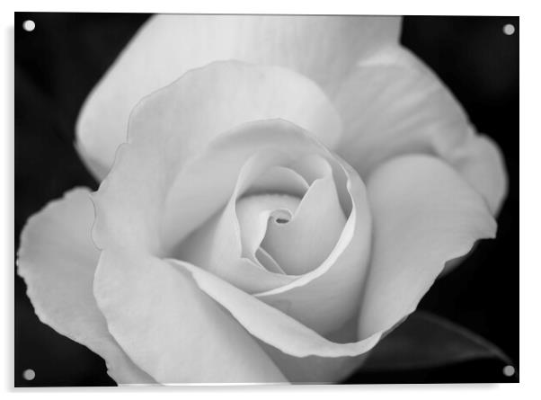 Petals of a large white rose with black background Acrylic by Vicen Photo