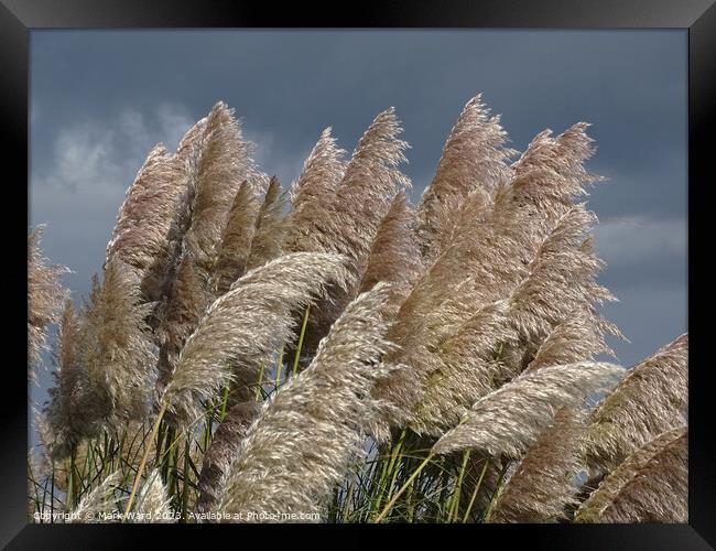 What Fronds are for. Framed Print by Mark Ward