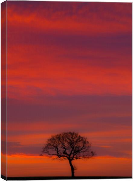 The Solitary Tree Canvas Print by Set Up, Shoots and Leaves
