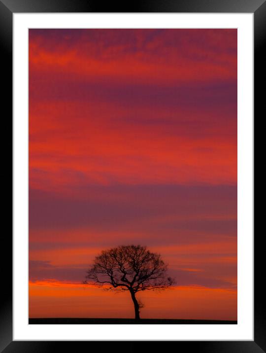 The Solitary Tree Framed Mounted Print by Set Up, Shoots and Leaves