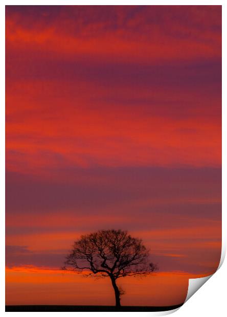 The Solitary Tree Print by Set Up, Shoots and Leaves