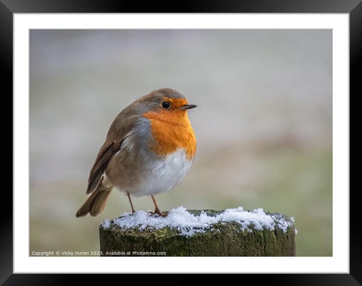 A robin perched on top of a snowy wooden post Framed Mounted Print by Vicky Outen