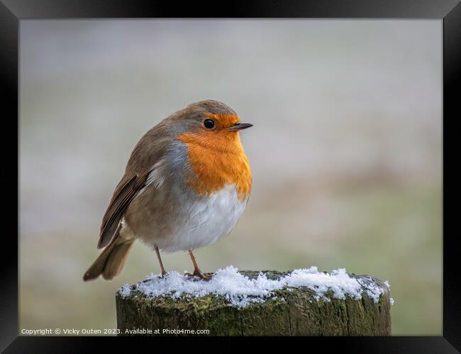 A robin perched on top of a snowy wooden post Framed Print by Vicky Outen