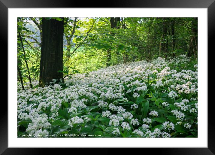 Silverdale Ramsons Framed Mounted Print by Philip Brookes