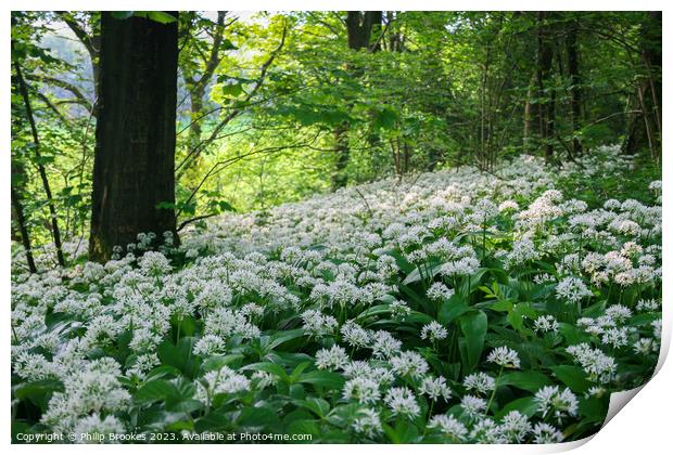 Silverdale Ramsons Print by Philip Brookes