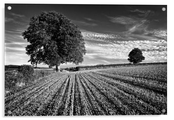 Somerset Countryside near Chard Acrylic by Darren Galpin