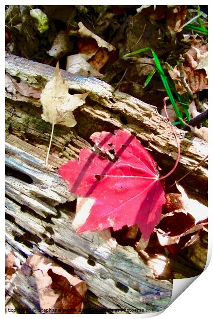 Fallen Leaf Print by Stephanie Moore