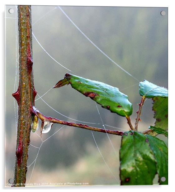 Cobweb and dewdrop Acrylic by Mandy Rice
