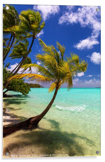 Bora Bora beach palms in sunlight Luxury beach  Acrylic by Spotmatik 