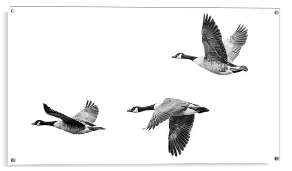 Canada Geese Acrylic by Stephen Young