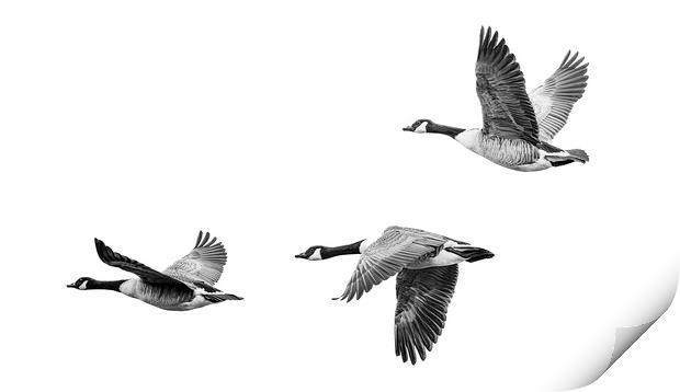 Canada Geese Print by Stephen Young
