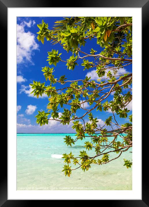 Bora Bora green Coconut tree above turquoise lagoon  Framed Mounted Print by Spotmatik 