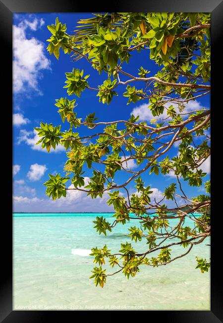Bora Bora green Coconut tree above turquoise lagoon  Framed Print by Spotmatik 