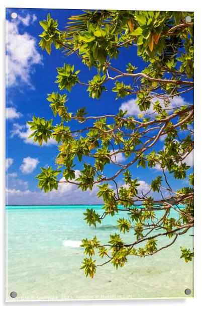 Bora Bora green Coconut tree above turquoise lagoon  Acrylic by Spotmatik 