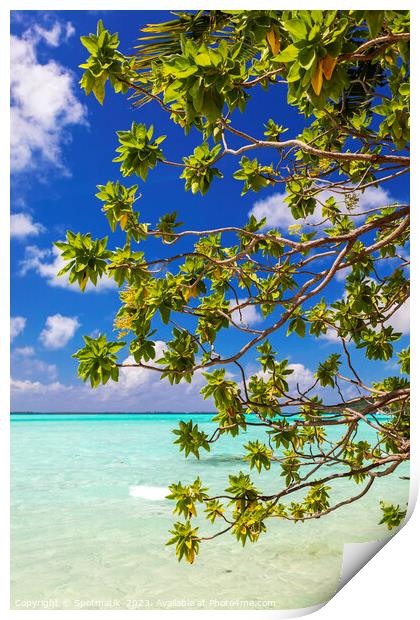 Bora Bora green Coconut tree above turquoise lagoon  Print by Spotmatik 