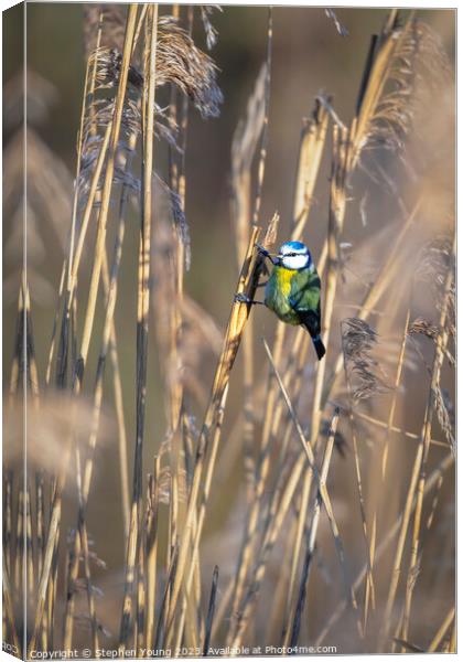 Eurasian Blue Tit Canvas Print by Stephen Young