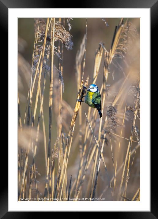 Eurasian Blue Tit Framed Mounted Print by Stephen Young