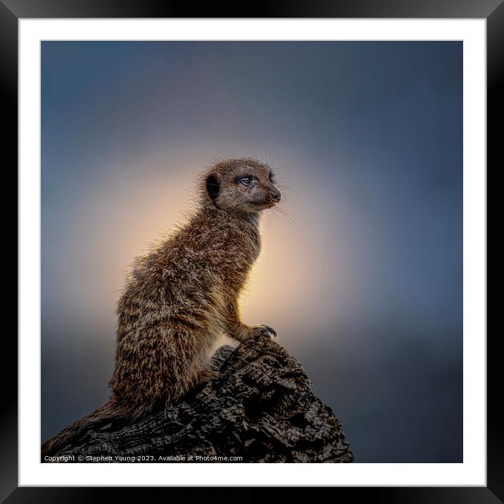 Territorial Meerkat Keeps Watch at Sunset Framed Mounted Print by Stephen Young