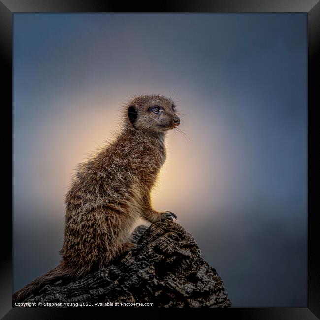Territorial Meerkat Keeps Watch at Sunset Framed Print by Stephen Young