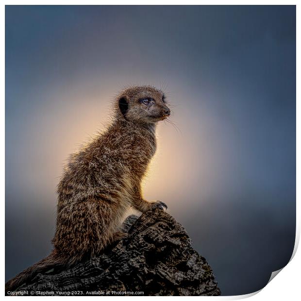 Territorial Meerkat Keeps Watch at Sunset Print by Stephen Young