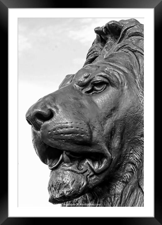 Close-Up Of Lion Sculpture, Trafalgar Square, Lond Framed Mounted Print by Luigi Petro