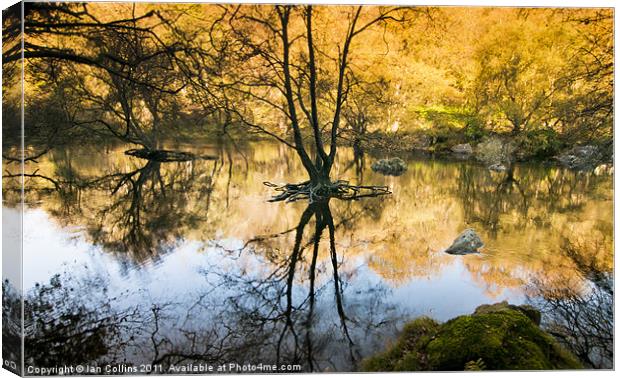 Reflections Canvas Print by Ian Collins