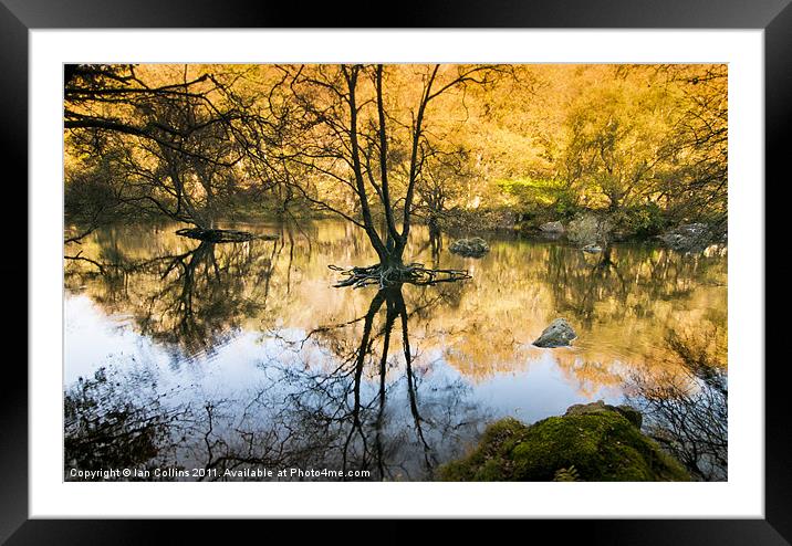 Reflections Framed Mounted Print by Ian Collins