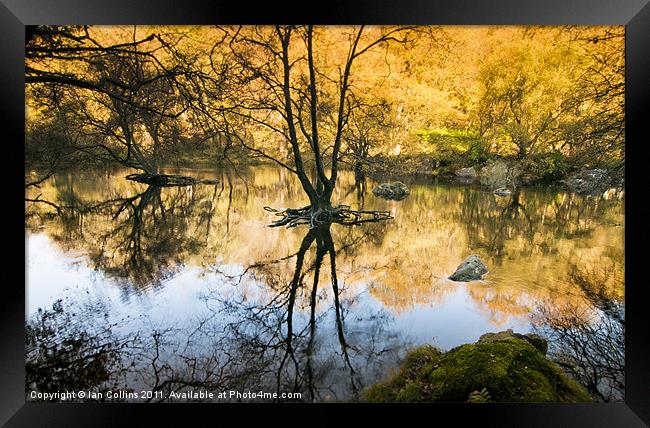 Reflections Framed Print by Ian Collins