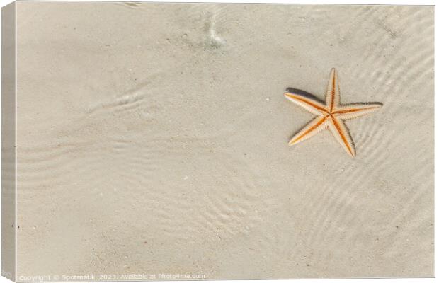 The starfish on white sandy tropical beach Caribbean Canvas Print by Spotmatik 
