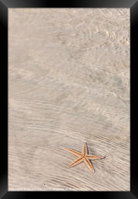 The starfish on white sandy tropical beach Bahamas Framed Print by Spotmatik 