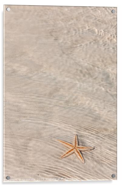 The starfish on white sandy tropical beach Bahamas Acrylic by Spotmatik 