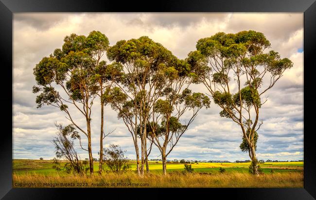 Australian Gum trees in the Outback Countryside. Framed Print by Maggie Bajada
