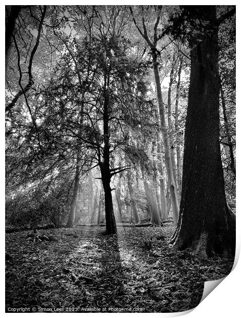 silhouette of tree Print by Simon Lees