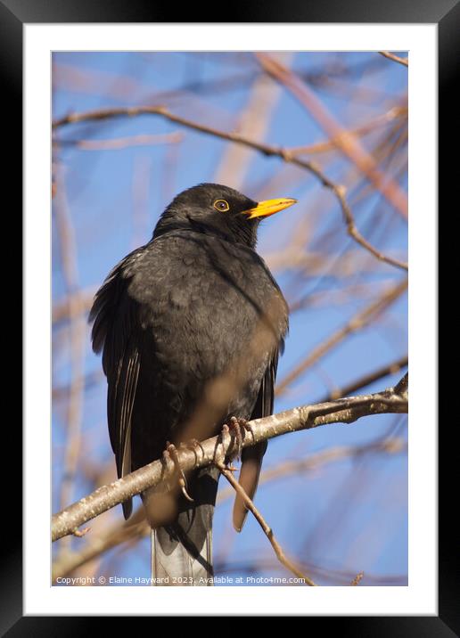 Male blackbird resting on a branch in winter Framed Mounted Print by Elaine Hayward