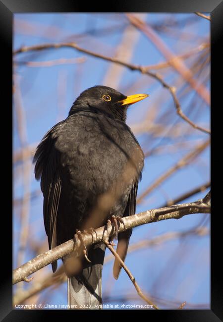 Male blackbird resting on a branch in winter Framed Print by Elaine Hayward
