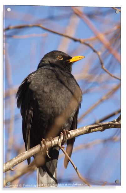 Male blackbird resting on a branch in winter Acrylic by Elaine Hayward