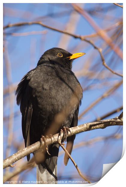 Male blackbird resting on a branch in winter Print by Elaine Hayward