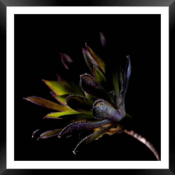 Aeonium, Phoenix Flame into the light Framed Mounted Print by kathy white