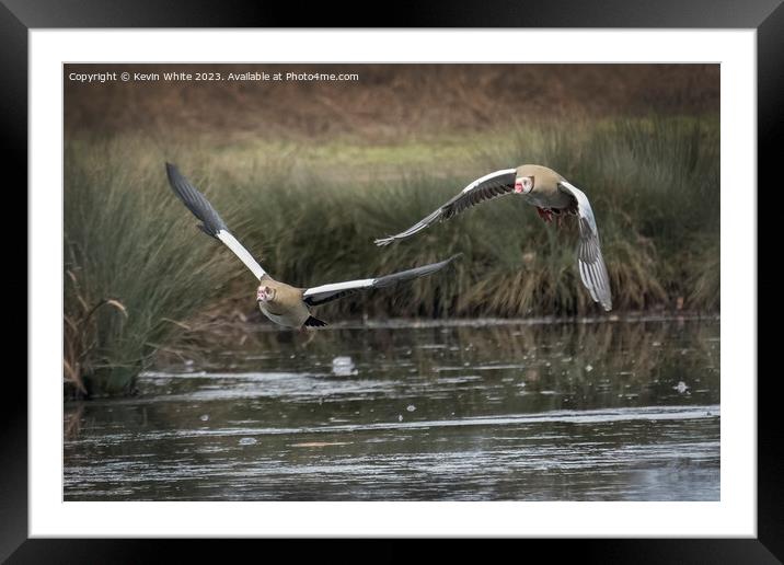 Egyptian geese flying in together Framed Mounted Print by Kevin White
