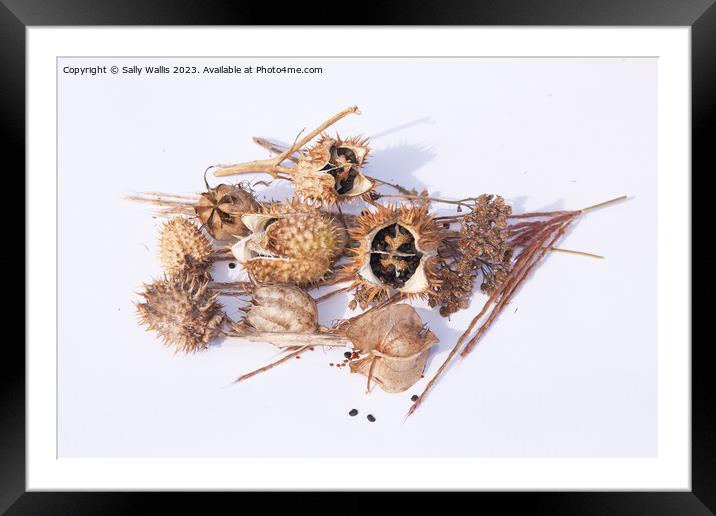 Study in Brown (seed heads) Framed Mounted Print by Sally Wallis