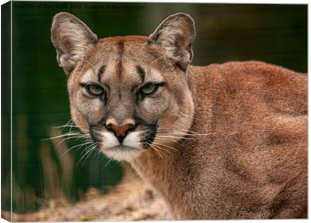 Puma, Cougar or Mountain Lion Canvas Print by Sally Wallis