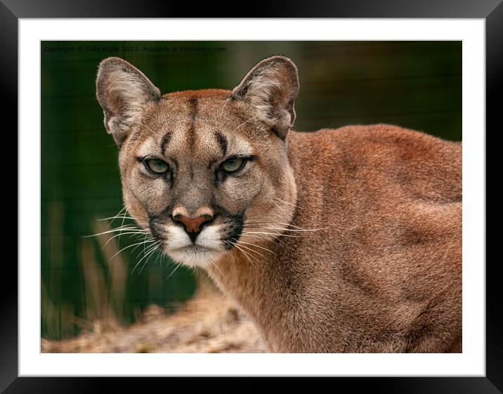 Puma, Cougar or Mountain Lion Framed Mounted Print by Sally Wallis