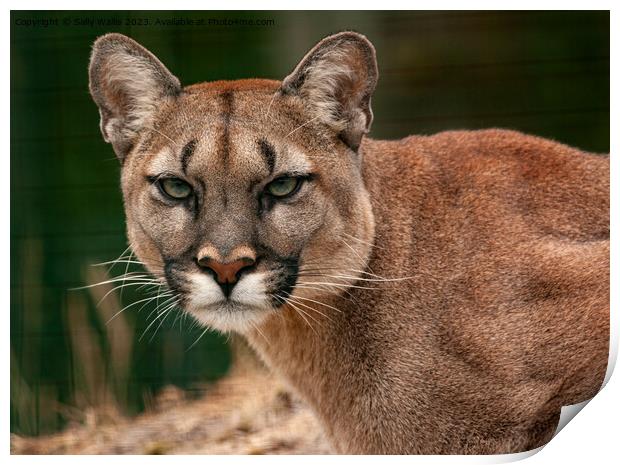 Puma, Cougar or Mountain Lion Print by Sally Wallis