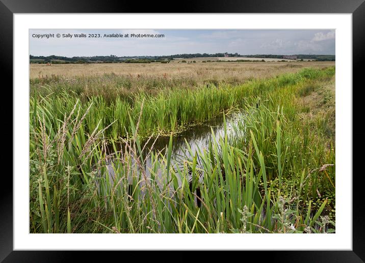 Spring on Pevensey Marshes Framed Mounted Print by Sally Wallis