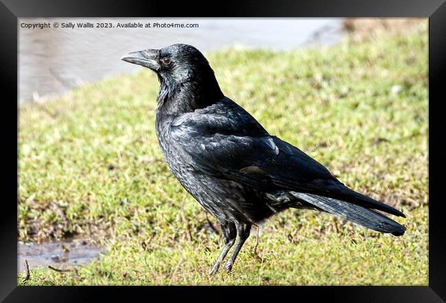 Black Crow Shiny Framed Print by Sally Wallis