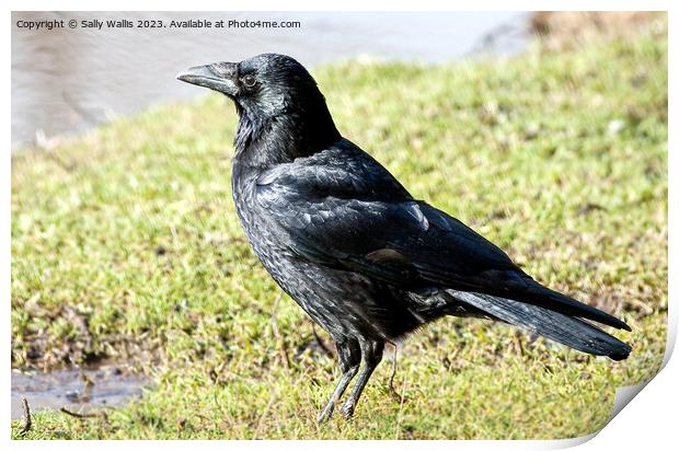 Black Crow Shiny Print by Sally Wallis
