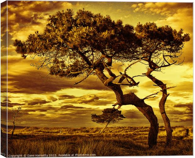 Reach-(Sepia-Gold) Canvas Print by Dave Harnetty