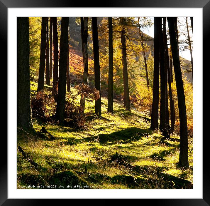 Elan Valley Trees Framed Mounted Print by Ian Collins