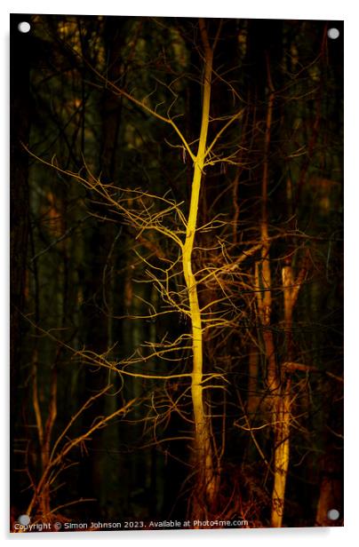 Ghost Tree Acrylic by Simon Johnson